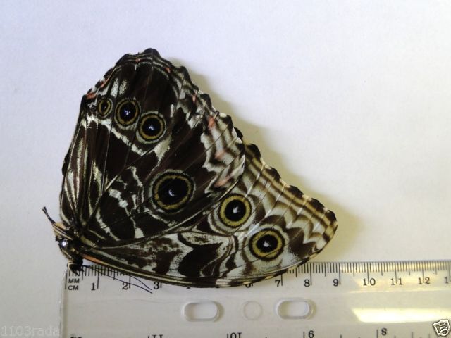 Morpho deidamia (verso, unmounted, mosaic gynandromorph) (Internet Image property of respective owner, non-commercial use only)